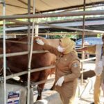 Untuk memastikan seluruh hewan kurban yang akan didistribusikan kepada masyarakat dalam kondisi sehat, terawat.